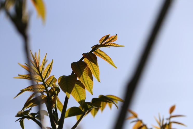 옻나무 어린 순, 옻나무 새순.Rhus verniciflua 참옷나무. : 네이버 블로그
