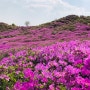 황매산 철쭉 축제