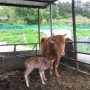 소가 새끼를 낳는 꿈 장기하늘비농장 소식 소가 새끼를 낳았어요