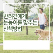 반려견과 함께하는 즐거운 강아지 산책 운동