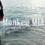 서호주여행 샤크베이, 야생돌고래랑 아이컨택 가능한 세계유산지역 (+펠리칸이 점령한 비치ㅋㅋ)