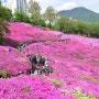 수도권 봄꽃축제 여행 3선 : 원미산 진달래축제, 군포 철쭉축제, 고양 국제꽃박람회