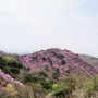 강화도 고려산 진달래축제 핑크빛 보고 왔어용