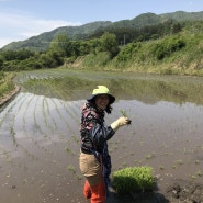 귀농일기45. 밥내기 아니고 술내기 아니고 '모내기'