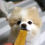 강아지 오래먹는 간식 껌 히말라야도그츄(리얼 시간 참고)