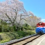 벚꽃 기차