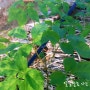 [인삼 농사] 6년근 홍삼 키우기, 3년근 인삼 자라는 모습