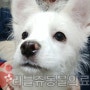 리틀 쥬 동물의료원/울산 동물병원/강아지 중성화 수술