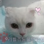 리틀쥬 동물의료원/울산 동물병원/고양이 중성화수술