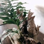 카페같은 공간을 위한 희귀식물 드라이나리아 / 홈카페 / 식물 인테리어 / 고사리 식물 / 공기정화 식물