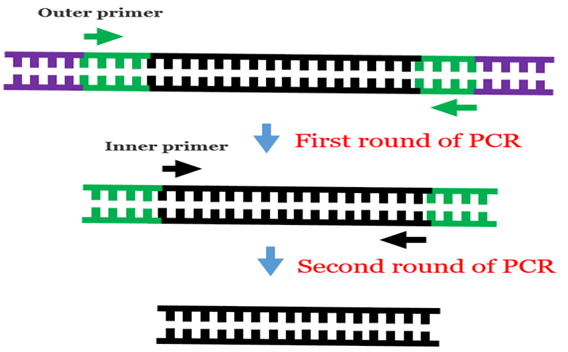 Nested PCR : 네이버 블로그