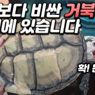 [유튜브] 벤츠보다 비싼 거북이가 손 위에 있습니다