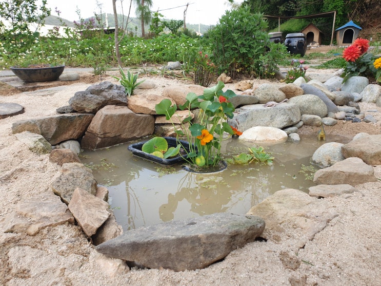 마당 연못 garden pond : 네이버 블로그