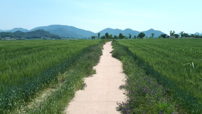 청보리밭의 합창 - 함안 강나루생태공원