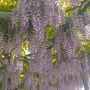 세상아름다운꽃들: 등나무Japanese wisteria