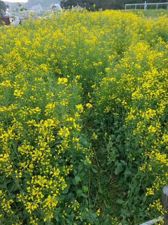 유채꽃(Rape Flower)의 꽃말을 알고 계신가요? : 네이버 블로그