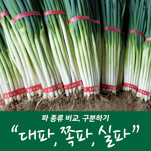 [파] 파의 다양한 종류 대파, 쪽파, 실파 구분( 파 효능, 보관법, 파 활용 요리) : 네이버 블로그
