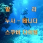 발리 스쿠버다이빙/누사페니다 동행하실분 찾아요~