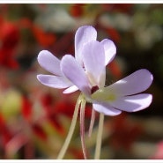 에셀리아나 / 엣셀리아나 / 벌레잡이꽃 / Pinguicula Esseriana