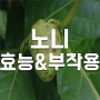 노니 효능 (feat. 고르는 법 / 부작용 )