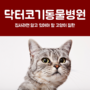 대전고양이병원 집사라면 알고 있어야 할 고양이 질환은?