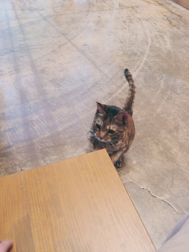 2019.05.21 나눔동물병원 / 고양이 IBD / 고양이 림프성 종양 / 고양이 기능성 장폐색 : 네이버 블로그