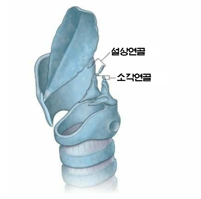 설상연골, 소각연골 : 네이버 블로그