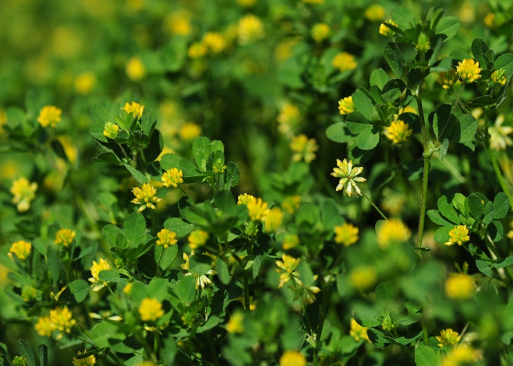 애기노랑토끼풀 (Lesser clover) : 네이버 블로그