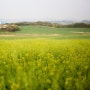[사진이야기-풍경] 안성목장 봄
