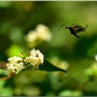 국수나무 - 5월에 꽃 피는 나무, 애기세줄나비, 옆검은산꽃하늘소, 노랑점꽃하늘소 외 곤충들