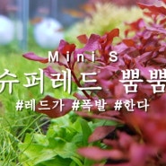 슈퍼레드 미니가 뿜뿜. Mini S 근황