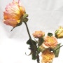 Dry flower Rose: 볕, 바람, 기다림