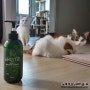 고양이목욕, 휘슬 허브4 약용샴푸 추천