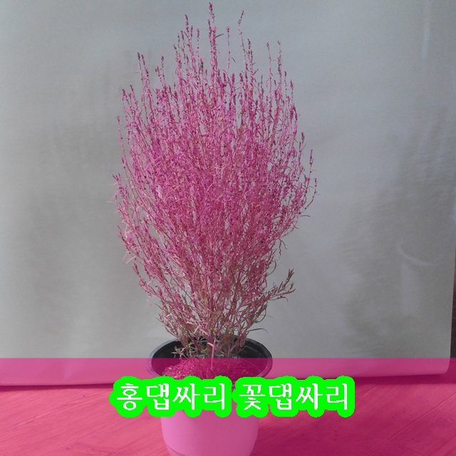 꽃댑싸리 홍댑싸리가 아름다운 절기입니다~ : 네이버 블로그