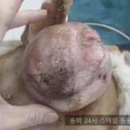 15살 강아지 다리 혹 / 몸에 혹 / 강아지 피부암 / 노견 수술전문