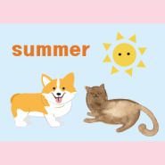 고양이 강아지 여름 건강 관리 이렇게 !!