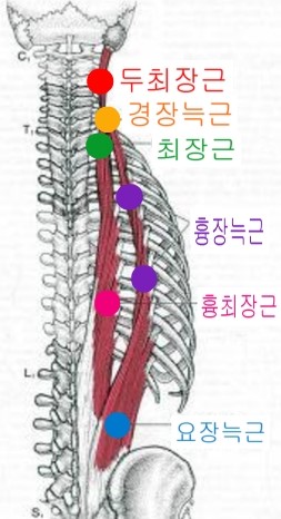 등통증, 허리통증 엉덩이통증, 요통, 허리디스크, 허리삐끗염좌 - 척추기립근!! 대전 관평동 한의원 : 네이버 블로그