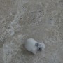 [포항/환호공원 동물원] 새끼토끼&아기토끼&갓 태어난 토끼새끼