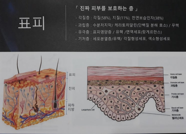 피부의 구조에 대해.... : 네이버 블로그