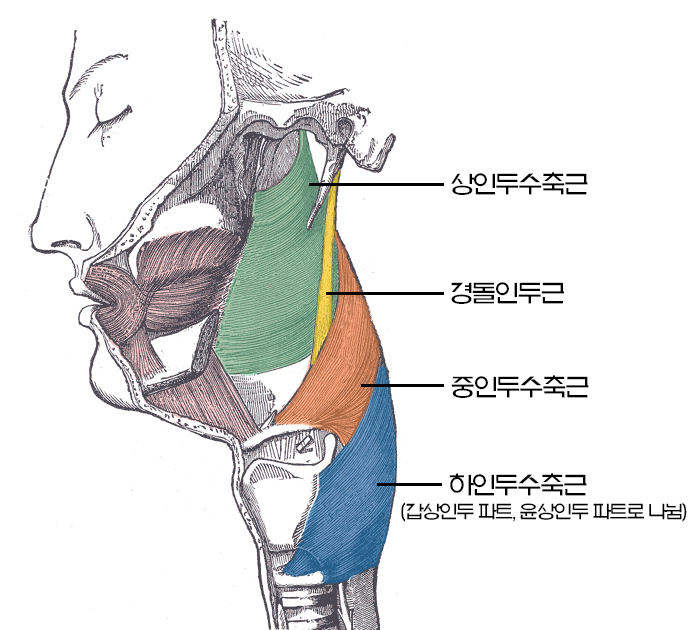 윤상인두근육