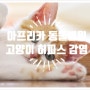 고양이 허피스 바이러스 감염증 - 부평동물병원, 굴포천 동물병원, 삼산동 동물병원, 아프리카 동물병원