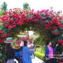 부천 백만송이 장미축제 6월의 꽃향기 도당동 장미공원