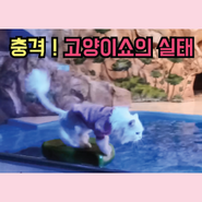 양스멍스뉴스 : 충격 ! 어린이대공원 고양이쇼 다녀오다+ 동물공연 반대