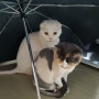 우산속 고양이들
