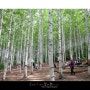 [캠핑] 방태산자연휴양림. 인제 자작나무 명품 숲 - 달콘달캠