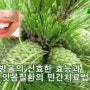 솔방울로 잇몸질환 치료 예방 법이 있어 퍼 왔어요