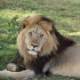 [아프리카여행 46일차]탄자니아 세렝게티 3박4일 투어_셋째날②, 아프리카 대평원에서 수 많은 동물을 만나다! (Serengeti National Park)