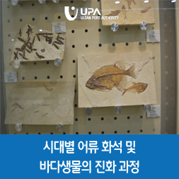 ★시대별 어류 화석 및 바다생물의 진화 과정★ : 네이버 블로그