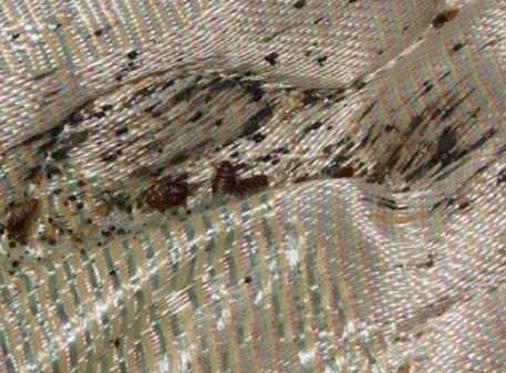 여행 중 베드버그 (Bed Bugs), 빈대 (2) : 네이버 블로그