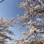 봄날의 벚꽃